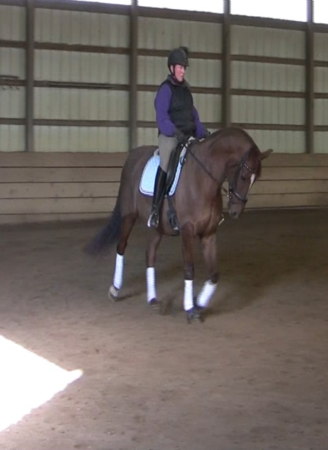 FEI Lvl Hanoverian Gelding